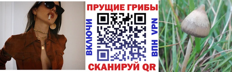 Купить где  Асино  Псилоцибиновые грибы Psilocybine cubensis 